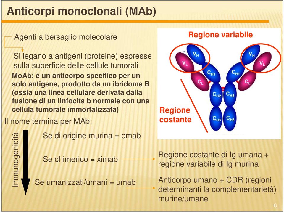 cellula tumorale immortalizzata) Il nome termina per MAb: Immunogenicità Se di origine murina = omab Se chimerico = ximab Se umanizzati/umani = umab Regione