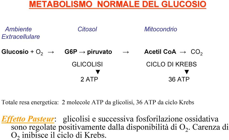 ATP da glicolisi, 36 ATP da ciclo Krebs Effetto Pasteur: glicolisi e successiva fosforilazione