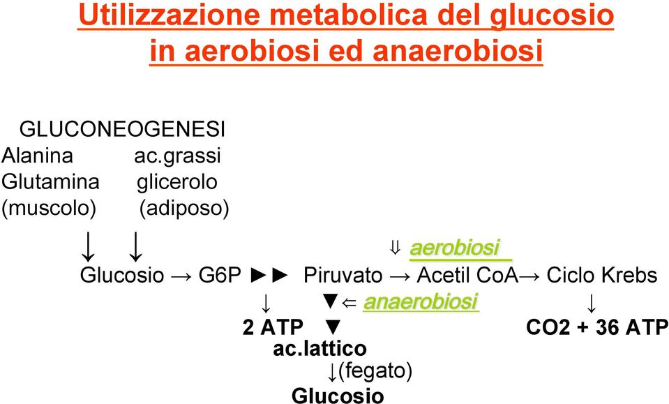 grassi Glutamina glicerolo (muscolo) (adiposo) aerobiosi