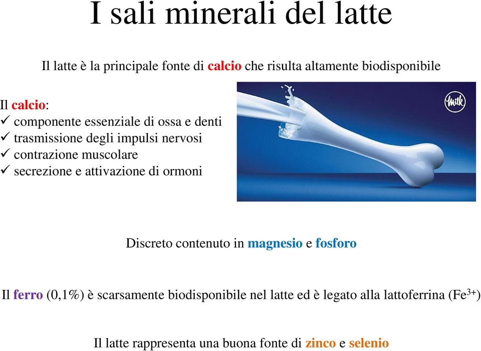 secrezione e attivazione di ormoni Discreto contenuto in magnesio e fosforo Il ferro (0,1%) è scarsamente