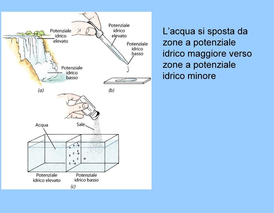 idrico maggiore verso 