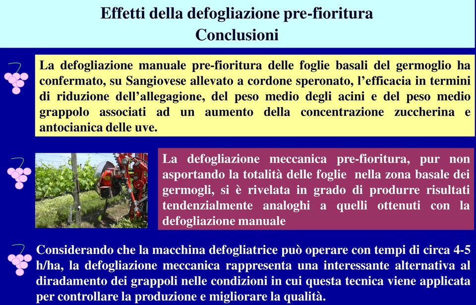 L defoglizione meccnic pre-fioritur, pur non sportndo l totlità delle foglie nell zon sle dei germogli, si è rivelt in grdo di produrre risultti tendenzilmente nloghi quelli ottenuti con l