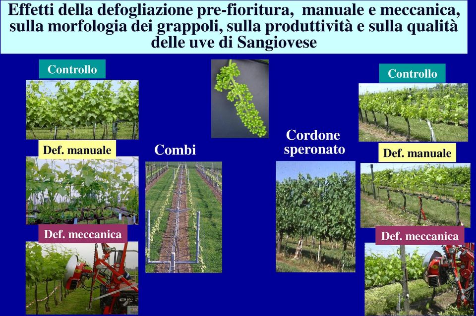 qulità delle uve di Sngiovese Controllo Controllo Def.