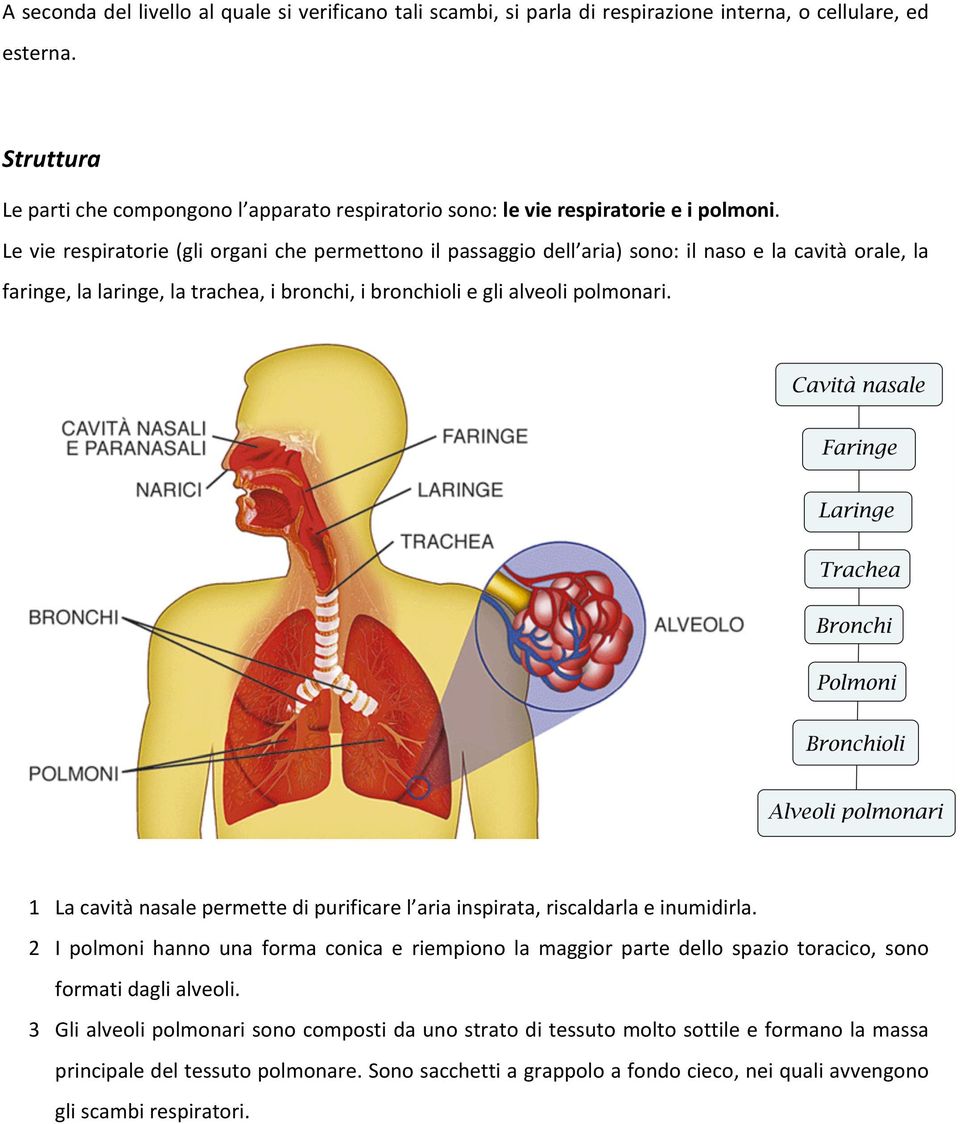 Le vie respiratorie (gli organi che permettono il passaggio dell aria) sono: il naso e la cavità orale, la faringe, la laringe, la trachea, i bronchi, i bronchioli e gli alveoli polmonari.