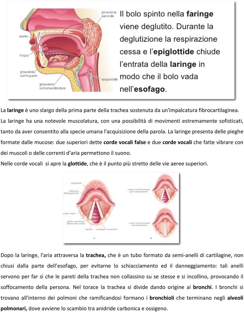 La laringe presenta delle pieghe formate dalle mucose: due superiori dette corde vocali false e due corde vocali che fatte vibrare con dei muscoli o delle correnti d'aria permettono il suono.