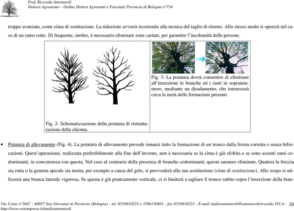 3- La potatura dovrà consentire di eliminare all inserzione le branche ed i rami in soprannumero, mediante un diradamento, che interesserà circa la metà delle formazioni presenti Fig.