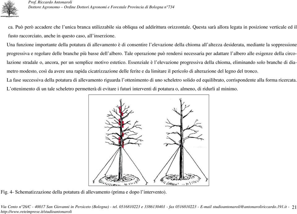 Una funzione importante della potatura di allevamento è di consentire l elevazione della chioma all altezza desiderata, mediante la soppressione progressiva e regolare delle branche più basse dell