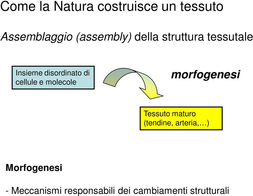 molecole morfogenesi Tessuto maturo (tendine, arteria, )
