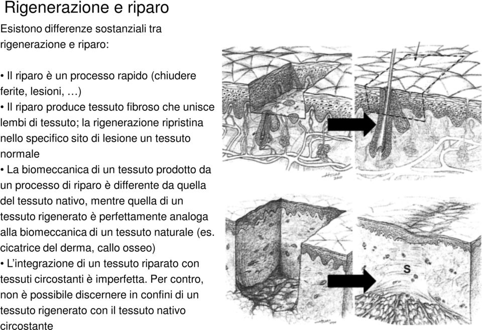 differente da quella del tessuto nativo, mentre quella di un tessuto rigenerato è perfettamente analoga alla biomeccanica di un tessuto naturale (es.