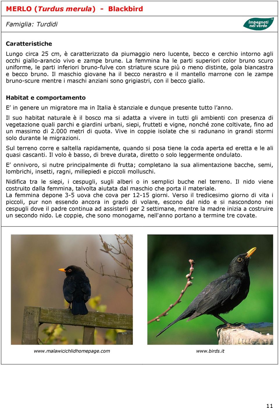 Il maschio giovane ha il becco nerastro e il mantello marrone con le zampe bruno-scure mentre i maschi anziani sono grigiastri, con il becco giallo.