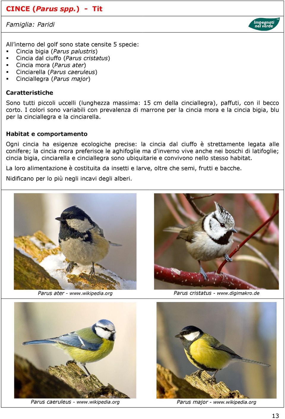 Cinciallegra (Parus major) Sono tutti piccoli uccelli (lunghezza massima: 15 cm della cinciallegra), paffuti, con il becco corto.