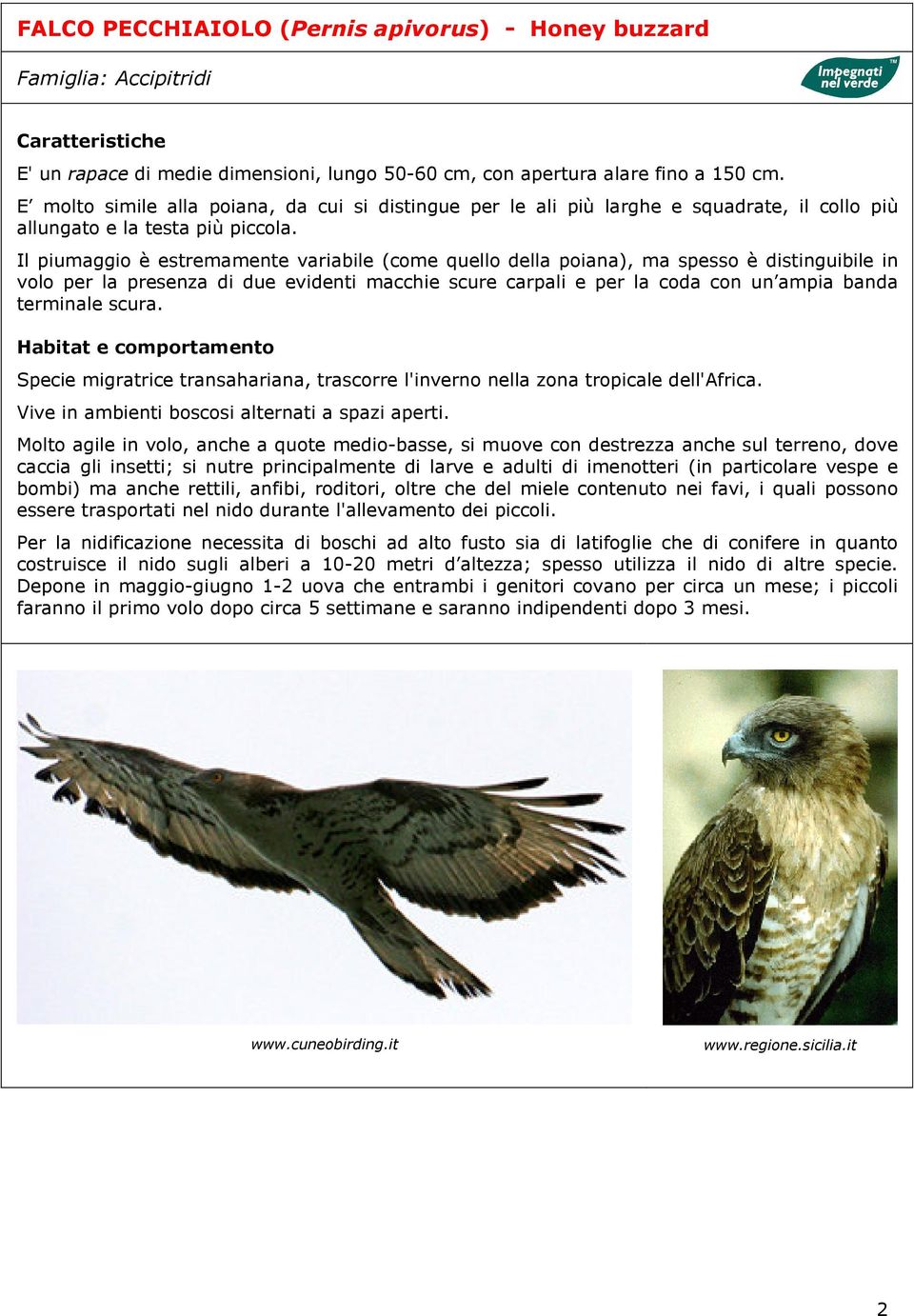 Il piumaggio è estremamente variabile (come quello della poiana), ma spesso è distinguibile in volo per la presenza di due evidenti macchie scure carpali e per la coda con un ampia banda terminale