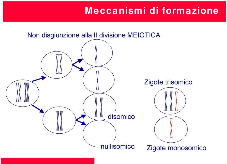 MEIOTICA Zigote trisomico
