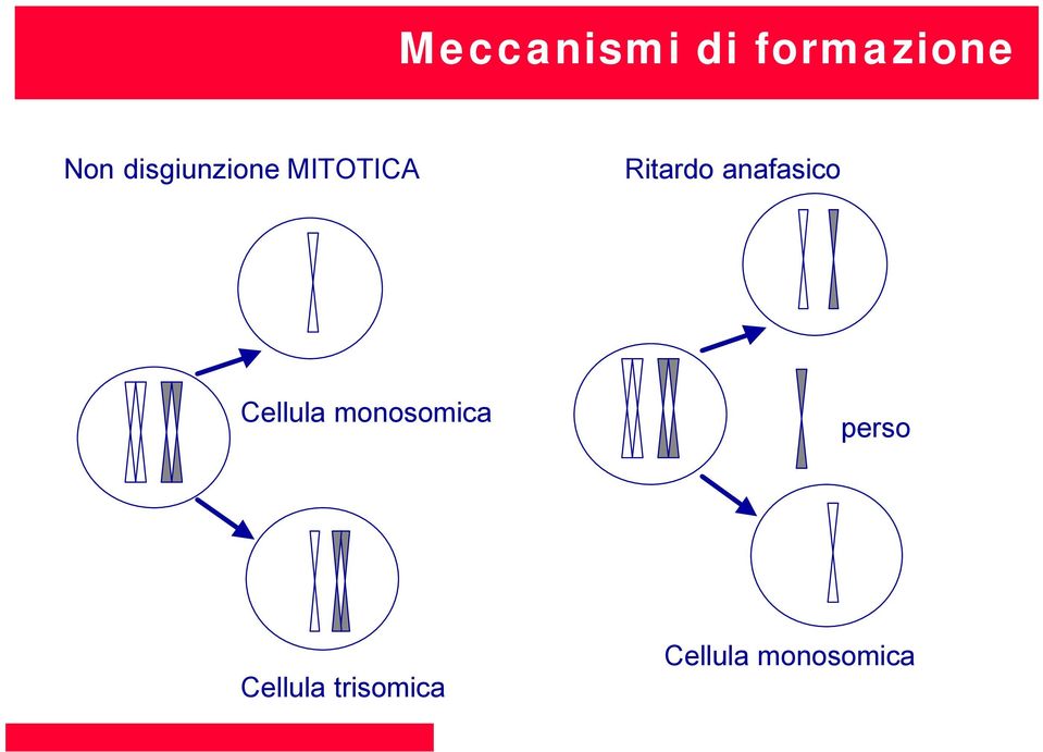 anafasico Cellula monosomica