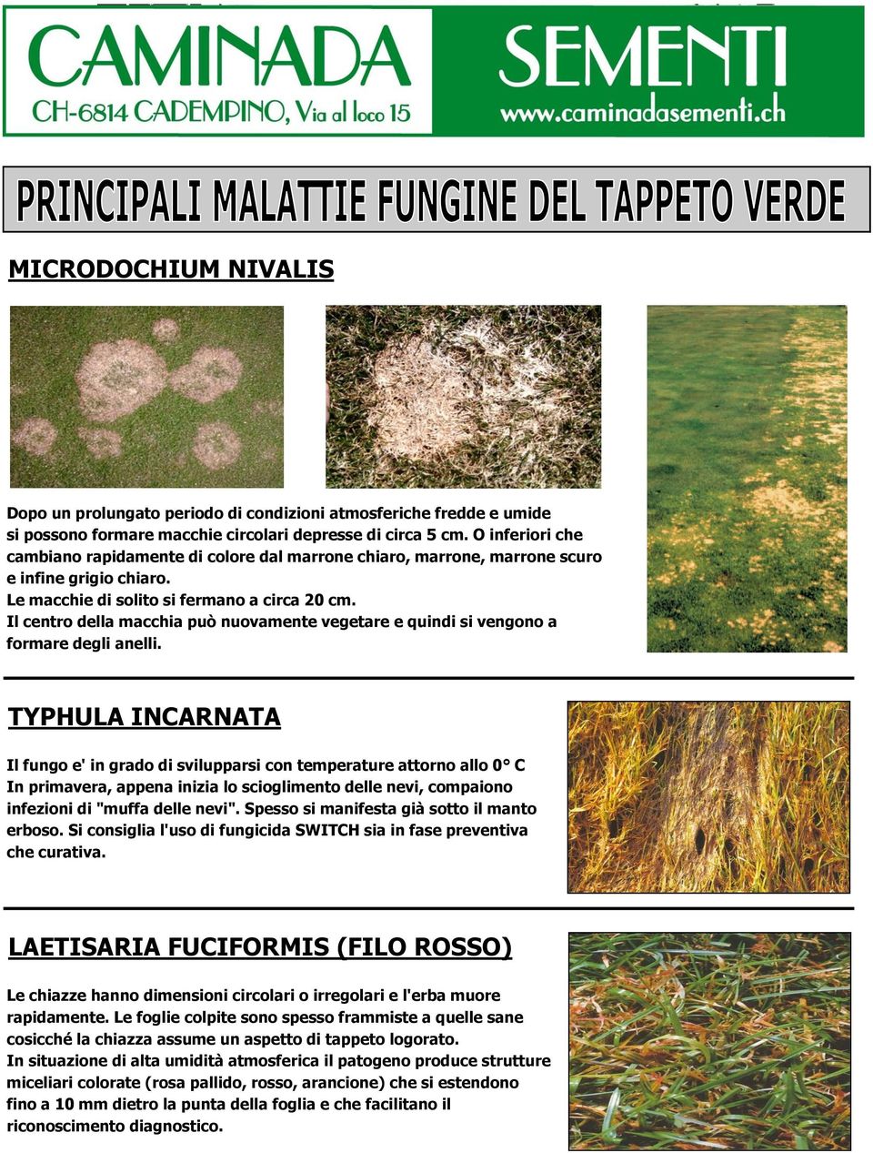 Il centro della macchia può nuovamente vegetare e quindi si vengono a formare degli anelli.