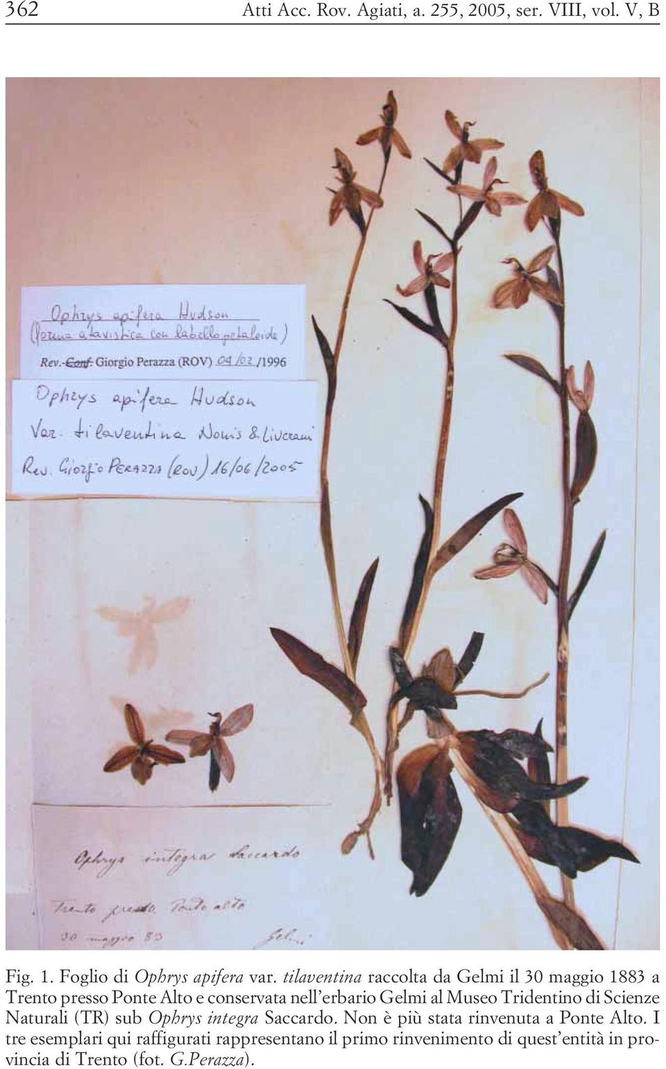 Tridentino di Scienze Naturali (TR) sub Ophrys integra Saccardo Non è più stata rinvenuta a Ponte Alto I tre