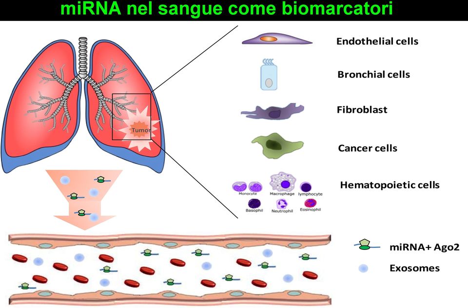 Fibroblast Tumor Cancer cells