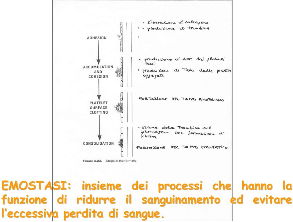 ridurre il sanguinamento ed