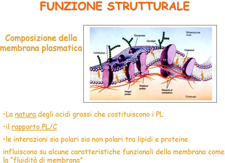 interazioni sia polari sia non polari tra lipidi e proteine