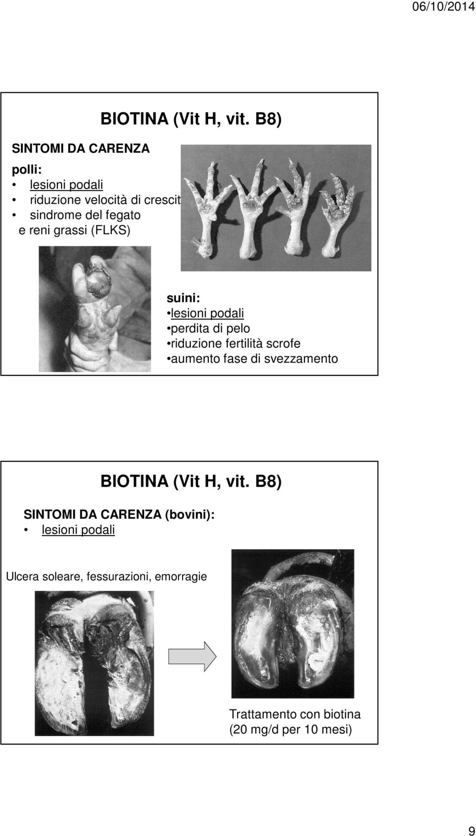 B8) suini: lesioni podali perdita di pelo riduzione fertilità scrofe aumento fase di svezzamento