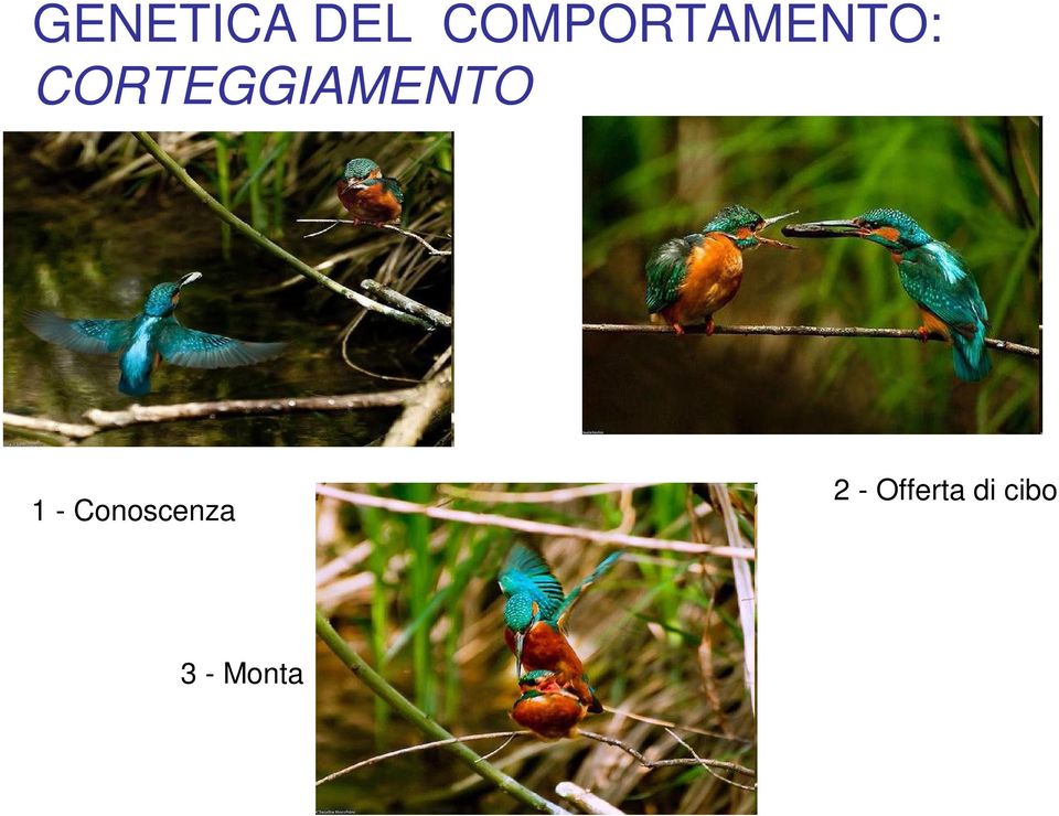 CORTEGGIAMENTO 1 -