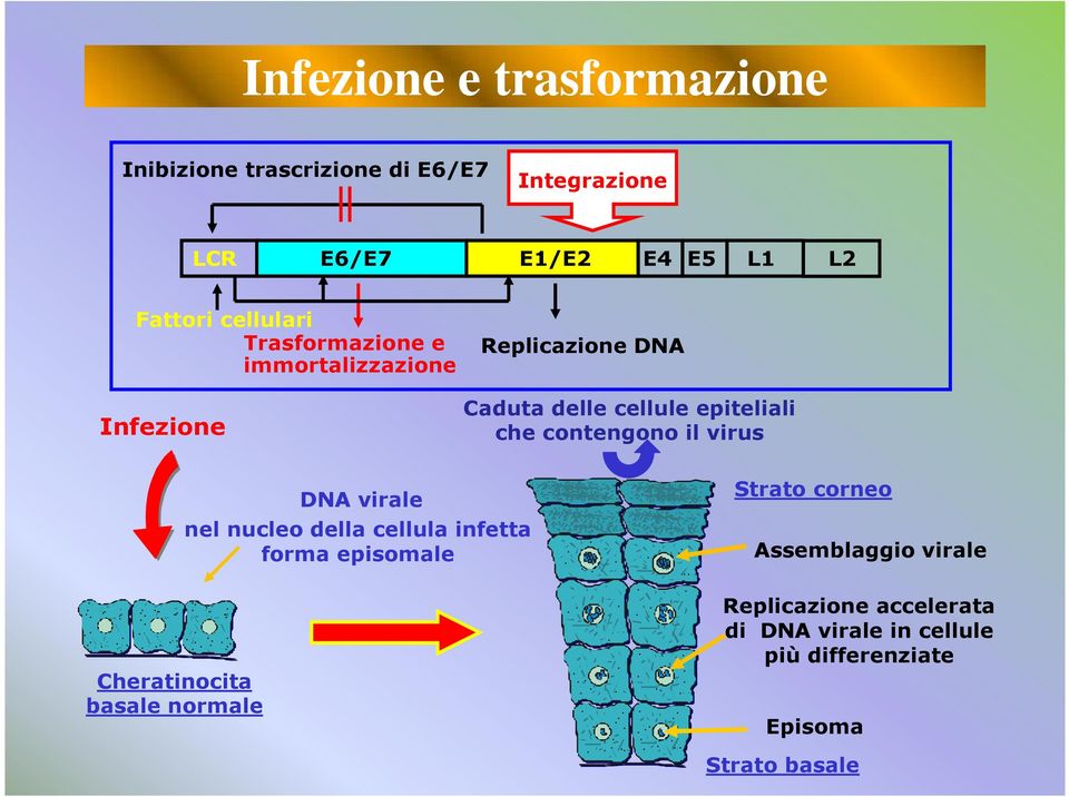 contengono il virus Cheratinocita basale normale DNA virale nel nucleo della cellula infetta forma episomale