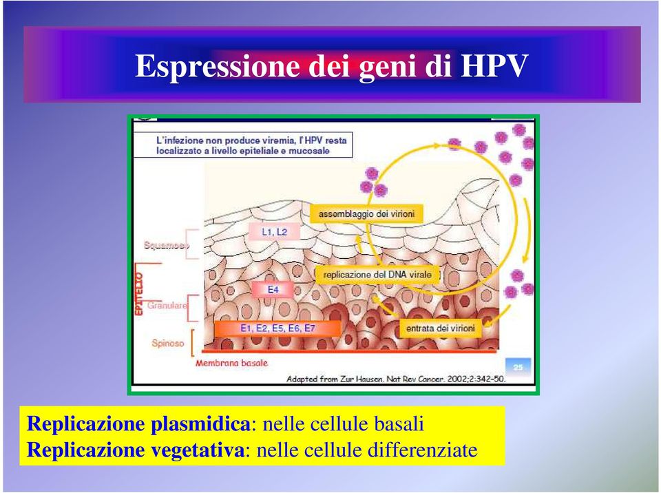 cellule basali Replicazione