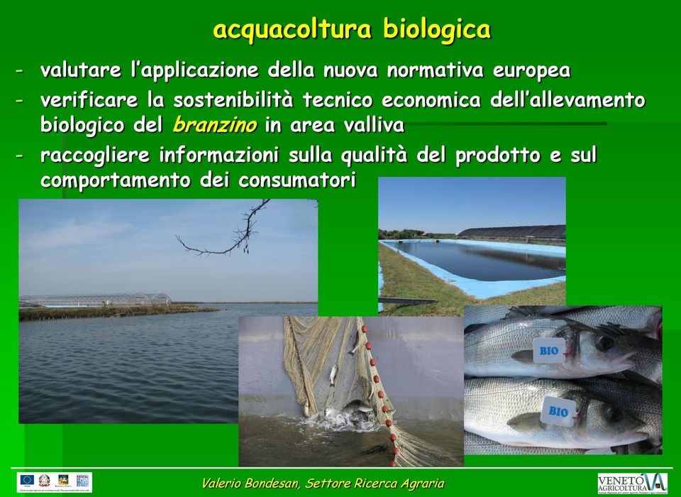 dell allevamento biologico del branzino in area valliva -