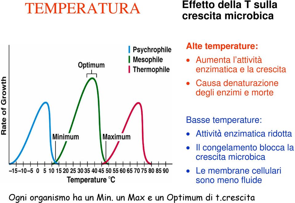 temperature: Attività enzimatica ridotta Il congelamento blocca la crescita microbica