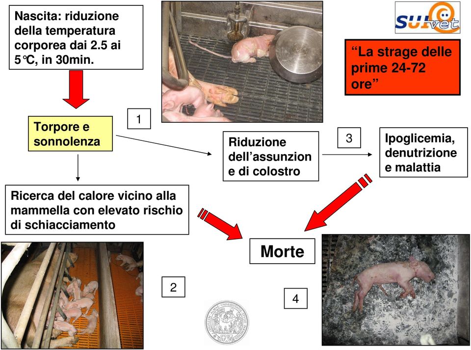 assunzion e di colostro 3 Ipoglicemia, denutrizione e malattia Ricerca