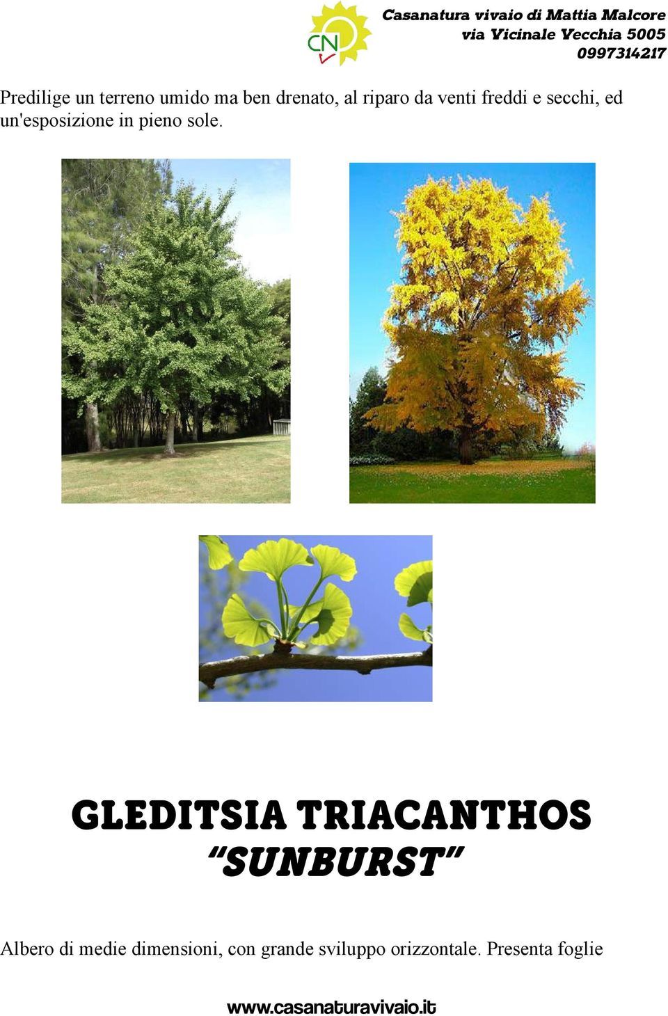 sole. GLEDITSIA TRIACANTHOS SUNBURST Albero di medie