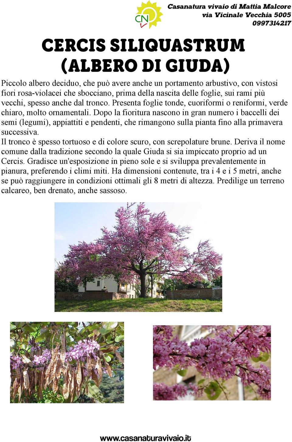 Dopo la fioritura nascono in gran numero i baccelli dei semi (legumi), appiattiti e pendenti, che rimangono sulla pianta fino alla primavera successiva.