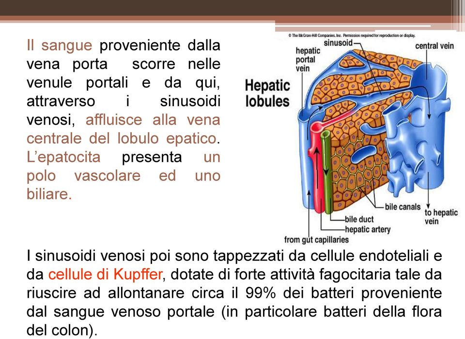 I sinusoidi venosi poi sono tappezzati da cellule endoteliali e da cellule di Kupffer, dotate di forte attività