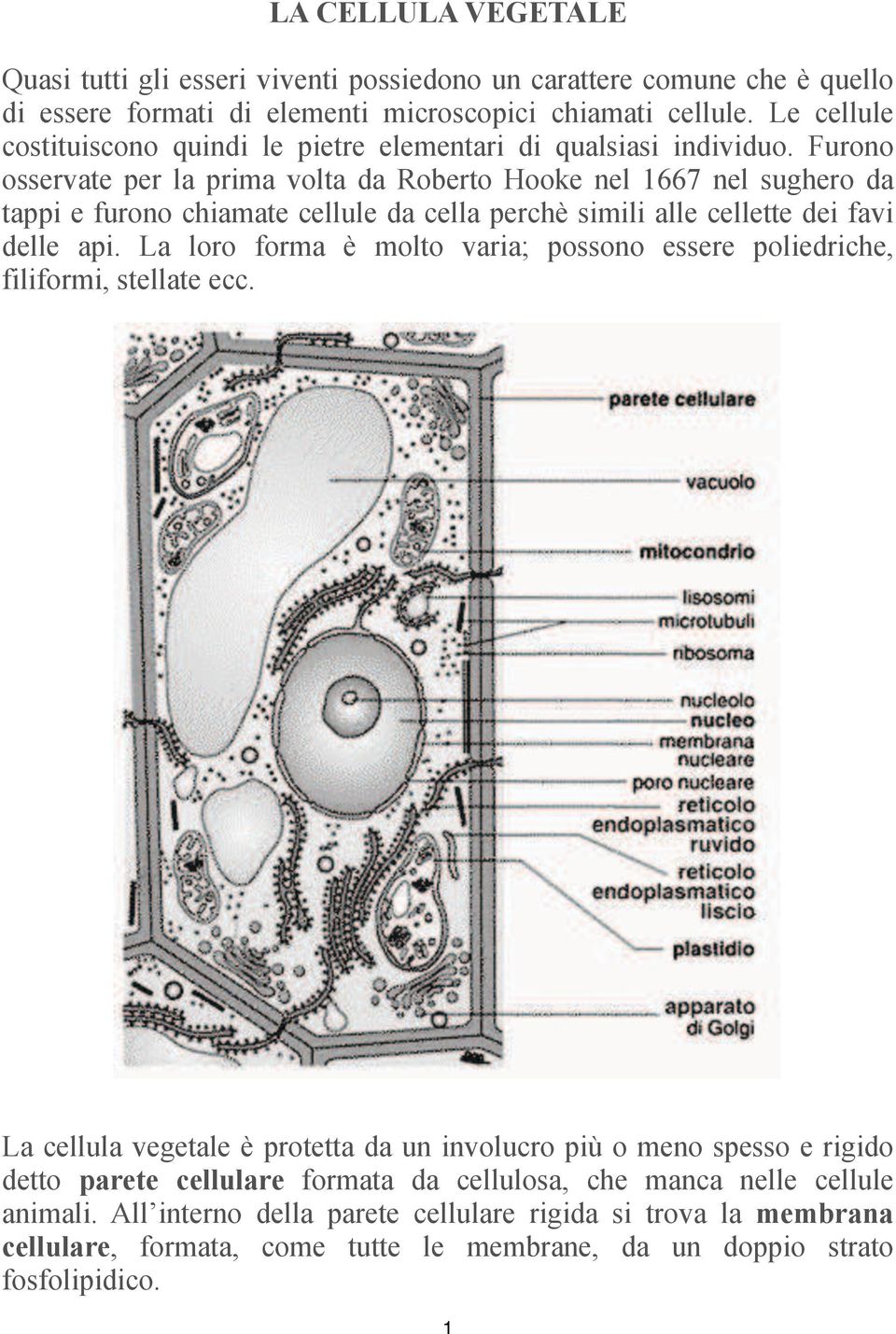 Furono osservate per la prima volta da Roberto Hooke nel 1667 nel sughero da tappi e furono chiamate cellule da cella perchè simili alle cellette dei favi delle api.