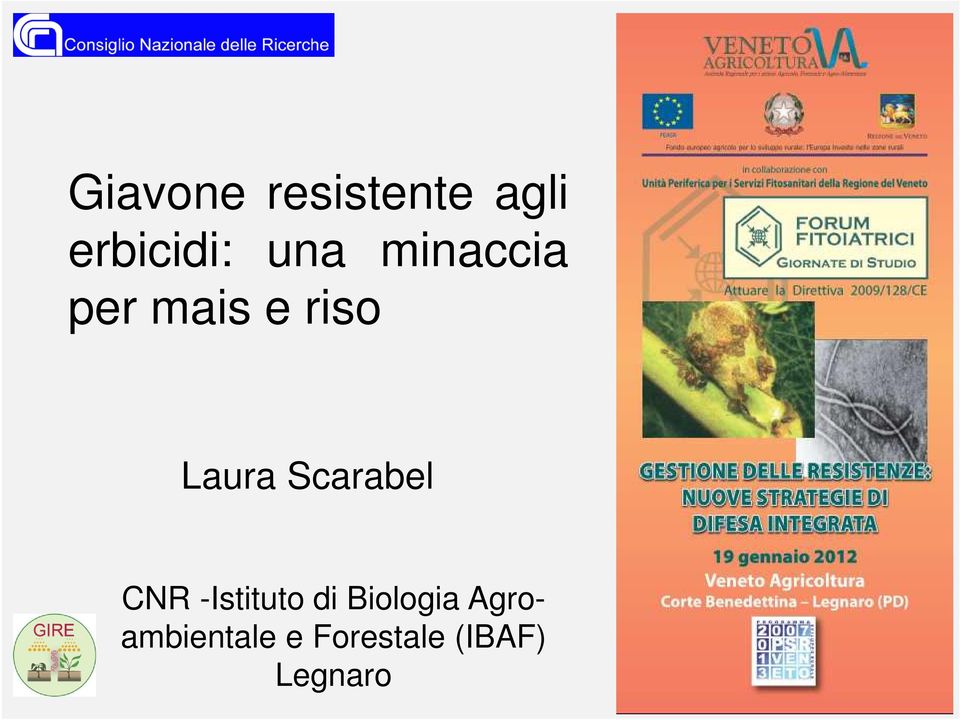 Scarabel CNR -Istituto di Biologia