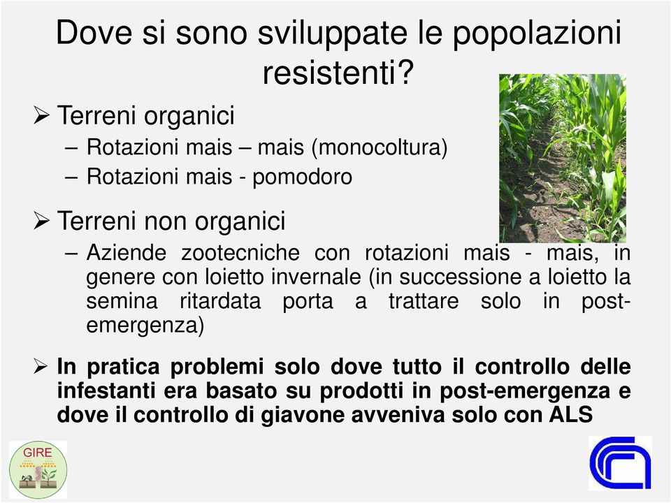 con rotazioni mais - mais, in genere con loietto invernale (in successione a loietto la semina ritardata porta a