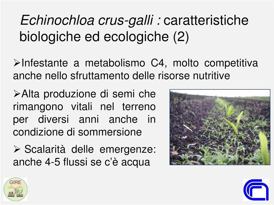 Alta produzione di semi che rimangono vitali nel terreno per diversi anni anche in