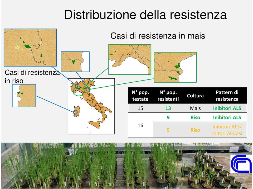 resistenti Coltura Pattern di resistenza 15 13 Mais