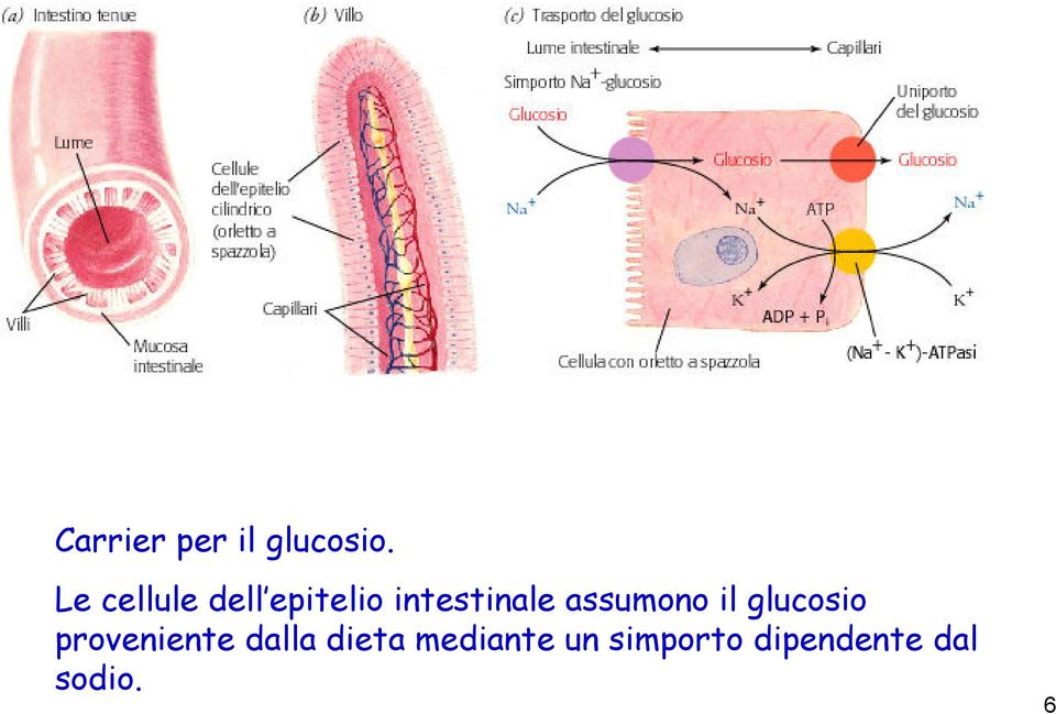 assumono il glucosio proveniente