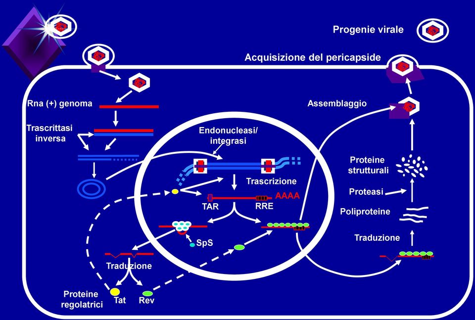 TAR Trascrizione AAAA RRE Proteine strutturali Proteasi