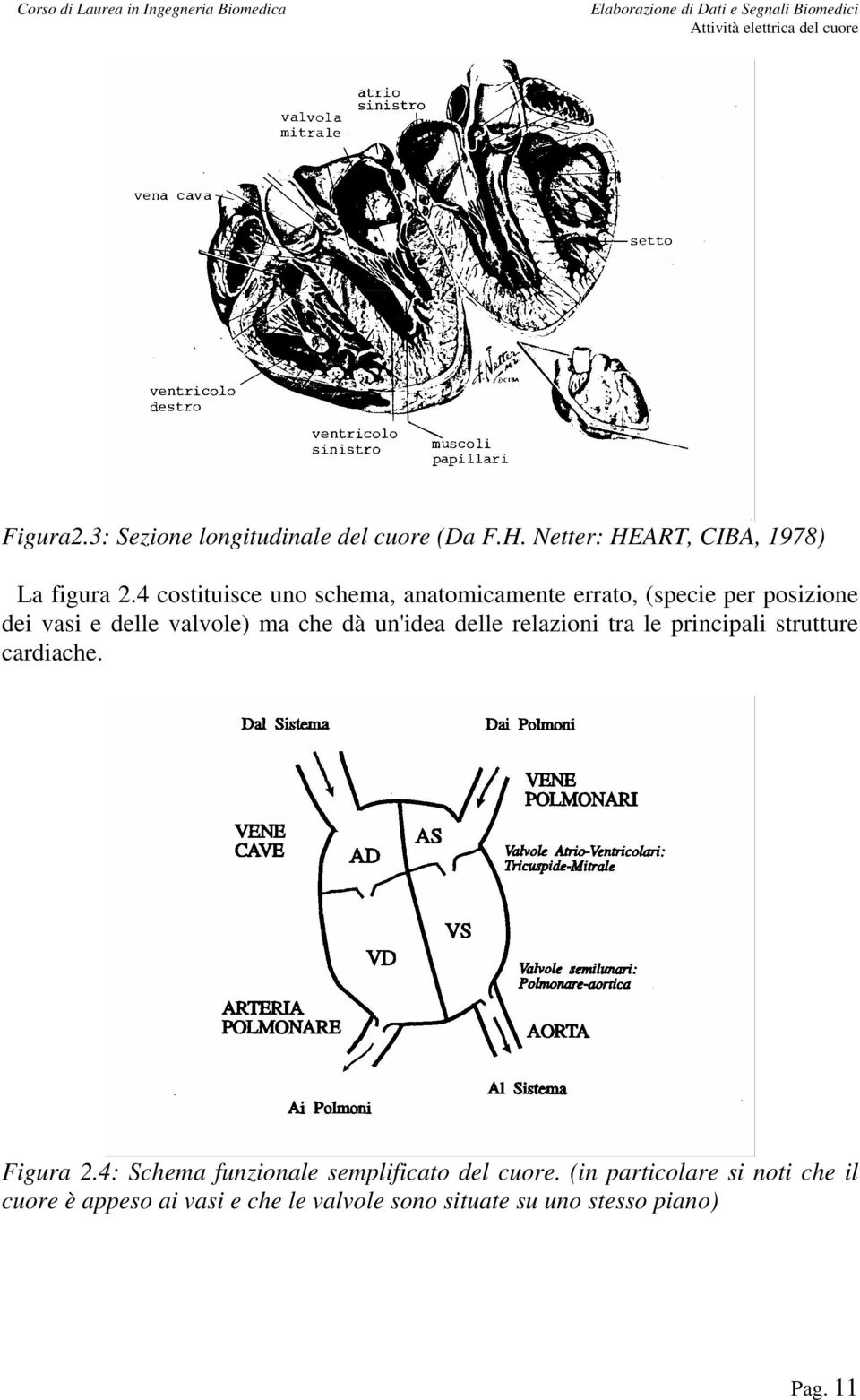 un'idea delle relazioni tra le principali strutture cardiache. Figura 2.
