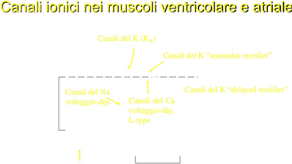 L-type Canali del K anomalus rectifier Canali del K delayed rectifier I K1 200 msec Nota: Nel muscolo