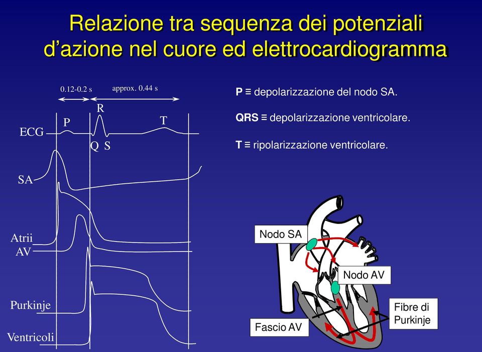 QRS depolarizzazione ventricolare. T ripolarizzazione ventricolare.