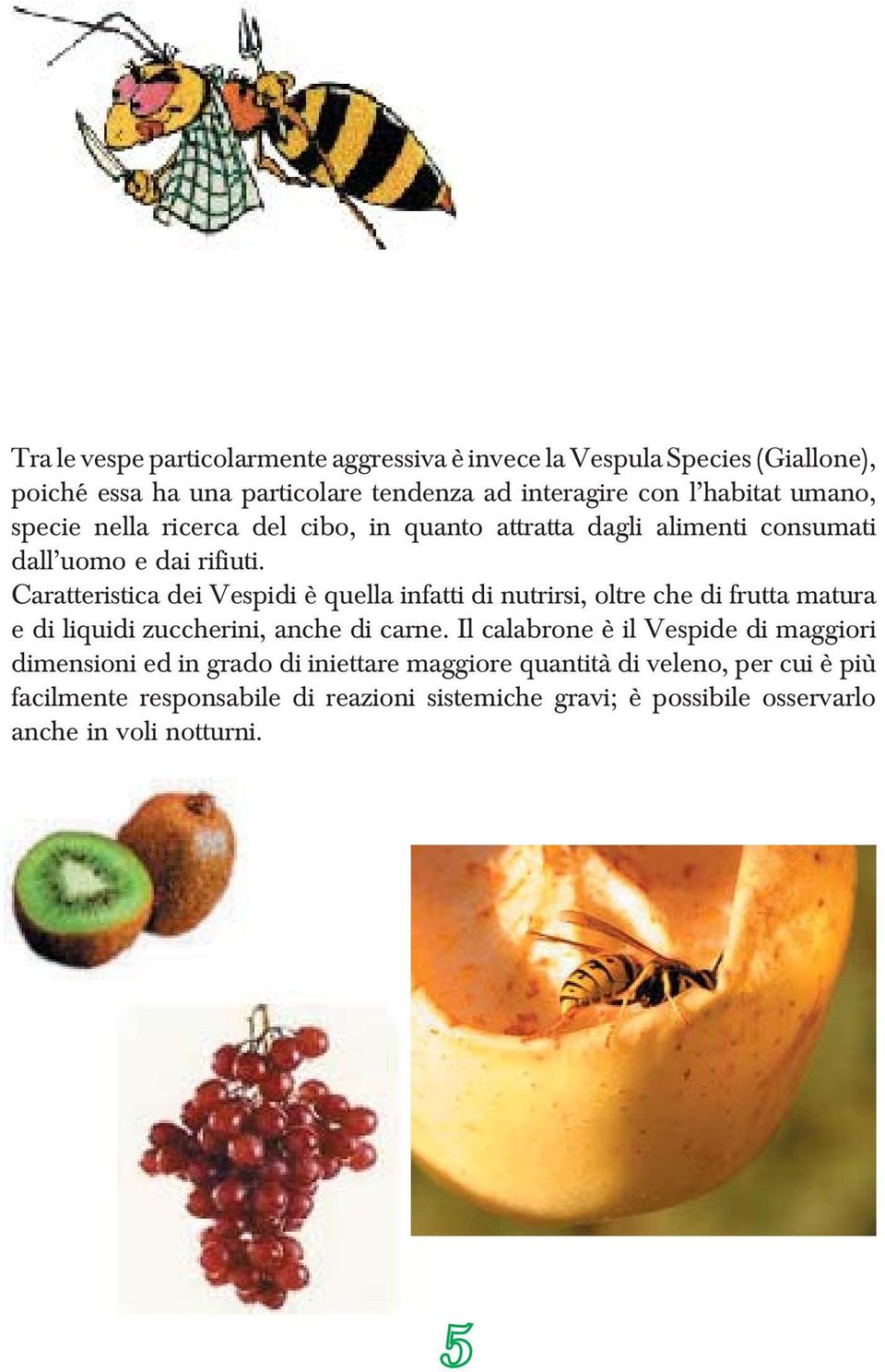 Caratteristica dei Vespidi è quella infatti di nutrirsi, oltre che di frutta matura e di liquidi zuccherini, anche di carne.