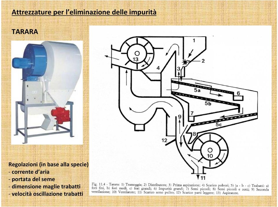 corrente d aria - portata del seme -