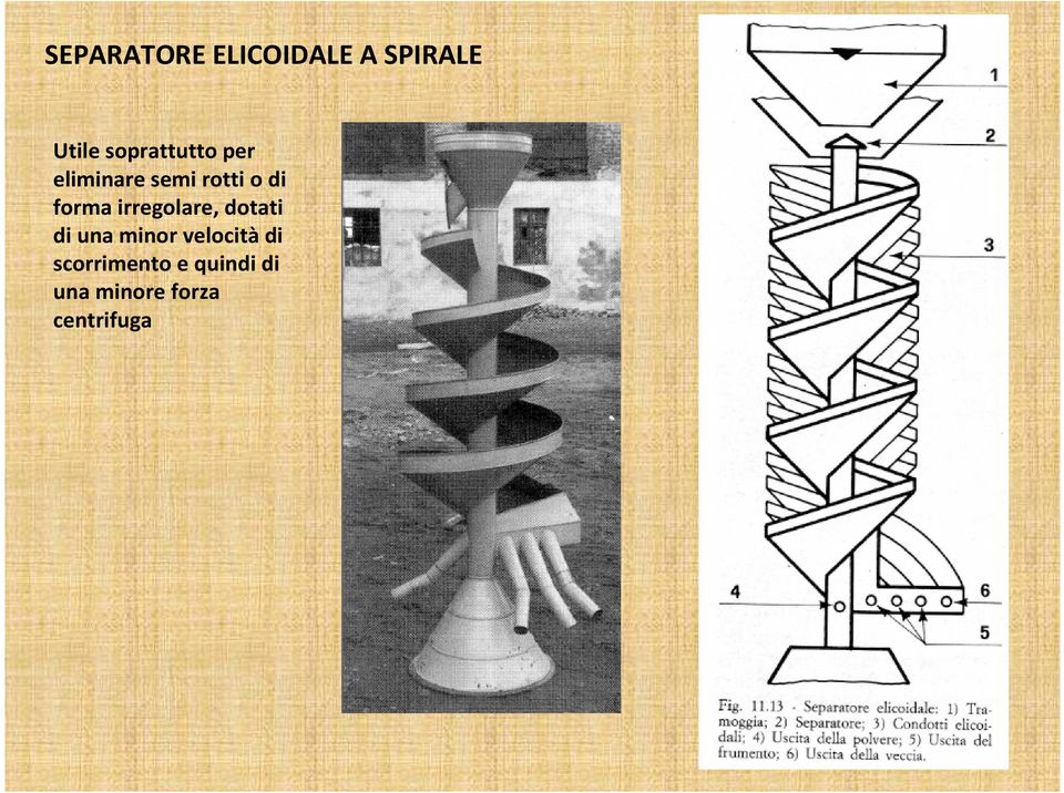 forma irregolare, dotati di una minor