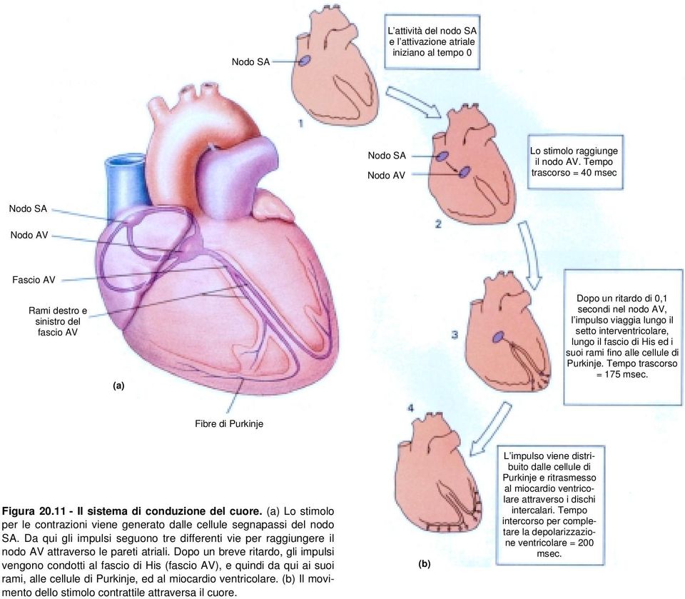 fascio di His ed i suoi rami fino alle cellule di Purkinje. Tempo trascorso = 175 msec. Fibre di Purkinje Figura 20.11 - Il sistema di conduzione del cuore.