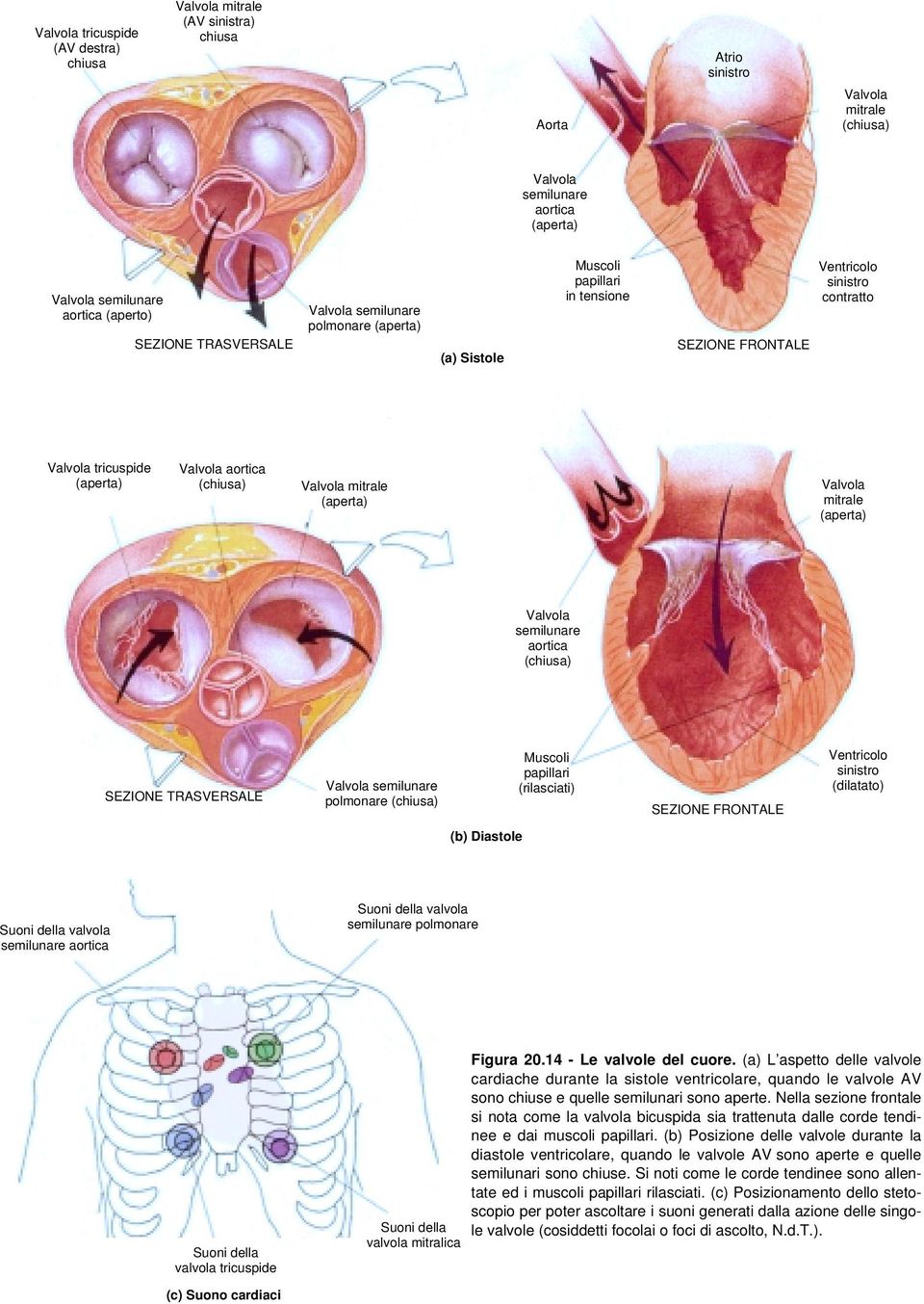 Valvola mitrale (aperta) Valvola mitrale (aperta) Valvola semilunare aortica (chiusa) SEZIONE TRASVERSALE Valvola semilunare polmonare (chiusa) Muscoli papillari (rilasciati) SEZIONE FRONTALE