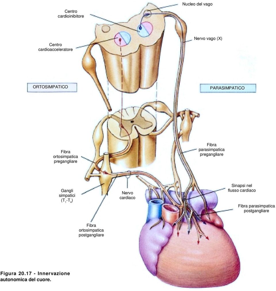 pregangliare Gangli simpatici (T 1 -T 4 ) Nervo cardiaco Sinapsi nel flusso cardiaco Fibra
