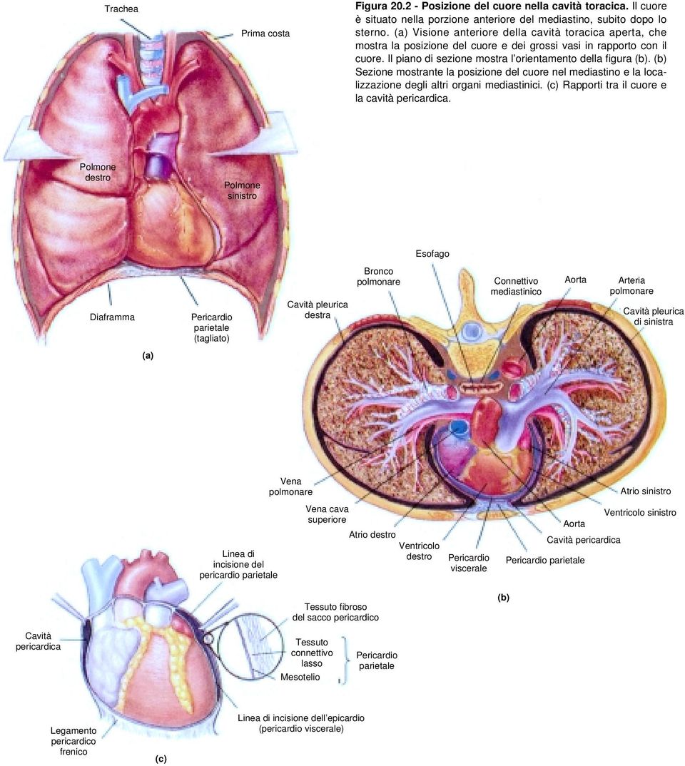 (b) Sezione mostrante la posizione del cuore nel mediastino e la localizzazione degli altri organi mediastinici. (c) Rapporti tra il cuore e la cavità pericardica.